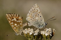 Chalk-hill Blue (Lysandra coridon) butterfly pair mating, St. Nazaire le Desert, France