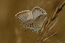 Chalk-hill Blue (Lysandra coridon) butterfly on grass, St. Nazaire le Desert, France