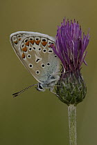 Common Blue (Polyommatus icarus) butterfly on thistle, St. Nazaire le Desert, France