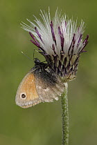 Small Heath (Coenonympha pamphilus) butterfly on flower bud, St. Nazaire le Desert, France