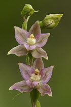 Broad-leaved Helleborine (Epipactis helleborine) flowers, Netherlands