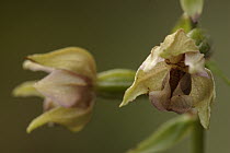 Broad-leaved Helleborine (Epipactis helleborine) flowers, Netherlands