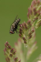 House Fly (Musca domestica) resting on grass, Netherlands