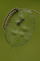 Cabbage Butterfly (Pieris brassicae) caterpillars on leaf, two sizes, Netherlands