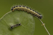 Cabbage Butterfly (Pieris brassicae) caterpillars on leaf, two sizes, Netherlands