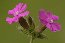 Red Campion (Silene dioica) flowers, Netherlands