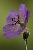 Meadow Cranesbill (Geranium pratense) flower showing purple anthers, Netherlands