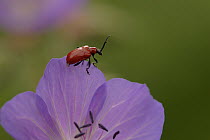 Scarlet Lily Beetle (Lilioceris lilii) on purple flower, Netherlands
