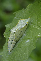 Cabbage Butterfly (Pieris brassicae) pupa attached to leaf, Netherlands