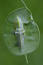 Cabbage Butterfly (Pieris brassicae) pupa attached to leaf, Netherlands