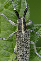 Longhorn Beetle (Agapanthia villosoviridescens) on leaf, Netherlands
