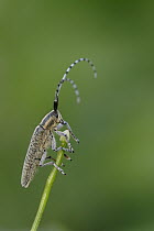 Longhorn Beetle (Agapanthia villosoviridescens) on grass, Netherlands