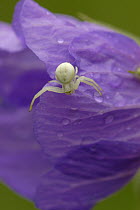 Goldenrod Crab Spider (Misumena vatia) on flower, Netherlands