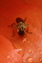 Yellow Dung Fly (Scathophaga stercoraria) on Poppy (Papaver sp) with prey, Netherlands