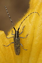 Longhorn Beetle (Agapanthia villosoviridescens) on yellow flower, Netherlands