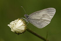 Wood White (Leptidea sinapis) butterfly on Common Daisy (Bellis perennis), Germany