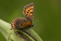 Violet Copper (Lycaena helle) butterfly, Germany
