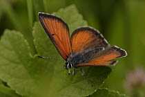 Purple-edged Copper (Lycaena hippothoe) butterfly, Germany