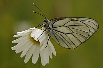 Black-veined White (Aporia crataegi) butterfly on Common Daisy (Bellis perennis) flower, Germany