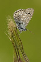 Common Blue (Polyommatus icarus) butterfly, Germany