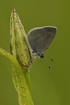 Little Blue Butterfly (Cupido minimus) on bud, Germany