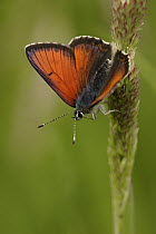 Purple-edged Copper (Lycaena hippothoe) butterfly on grass, Germany