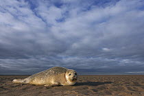 Common Seal (Phoca vitulina) on beach, Donna Nook Nature Reserve, England