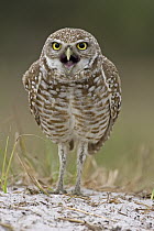 Burrowing Owl (Athene cunicularia) calling, Florida