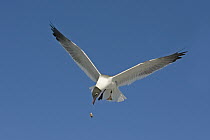 Laughing Gull (Leucophaeus atricilla) catching food in the air, Florida