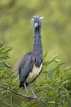 Tricolored Heron (Egretta tricolor) with ruffled feathers in tree, Florida