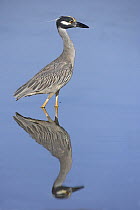 Yellow-crowned Night-Heron (Nyctanassa violacea) standing in the water, Florida