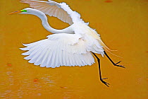 Great Egret (Casmerodius albus) landing on water, Florida