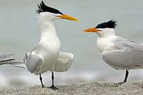 Royal Tern (Thalasseus maximus) pair in breeding plumage, Florida