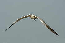 Royal Tern (Thalasseus maximus) immature flying, Florida