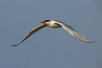 Royal Tern (Thalasseus maximus) flying, Florida