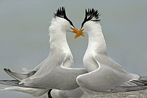 Royal Tern (Thalasseus maximus) pair courting, Florida