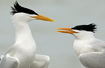 Royal Tern (Thalasseus maximus) pair, Florida