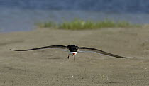 Black Skimmer (Rynchops niger) landing, Florida