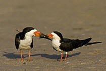 Black Skimmer (Rynchops niger) pair interacting, Florida