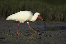 White Ibis (Eudocimus albus) walking on mud flats, Florida