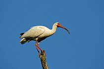 White Ibis (Eudocimus albus) perched on branch, Florida
