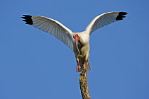White Ibis (Eudocimus albus) balancing on branch, Florida