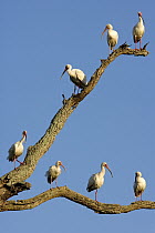 White Ibis (Eudocimus albus) group perching on branches of dead tree, Florida