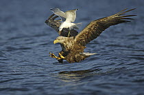 White-tailed Eagle (Haliaeetus albicilla) trying to catch a fish while a Mew Gull (Larus canus) tries to steal the prey, Norway
