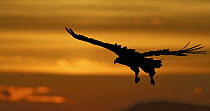 White-tailed Eagle (Haliaeetus albicilla) flying at sunset, Norway