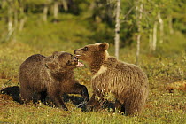 Brown Bear (Ursus arctos) juveniles playing, Finland