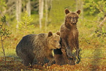 Brown Bear (Ursus arctos) cubs, Finland