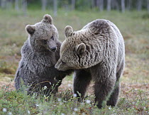 Brown Bear (Ursus arctos) mother and cub playing, Finland
