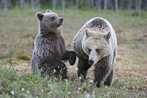 Brown Bear (Ursus arctos) mother with cub, Finland