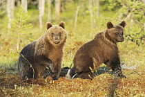 Brown Bear (Ursus arctos) juveniles, Finland